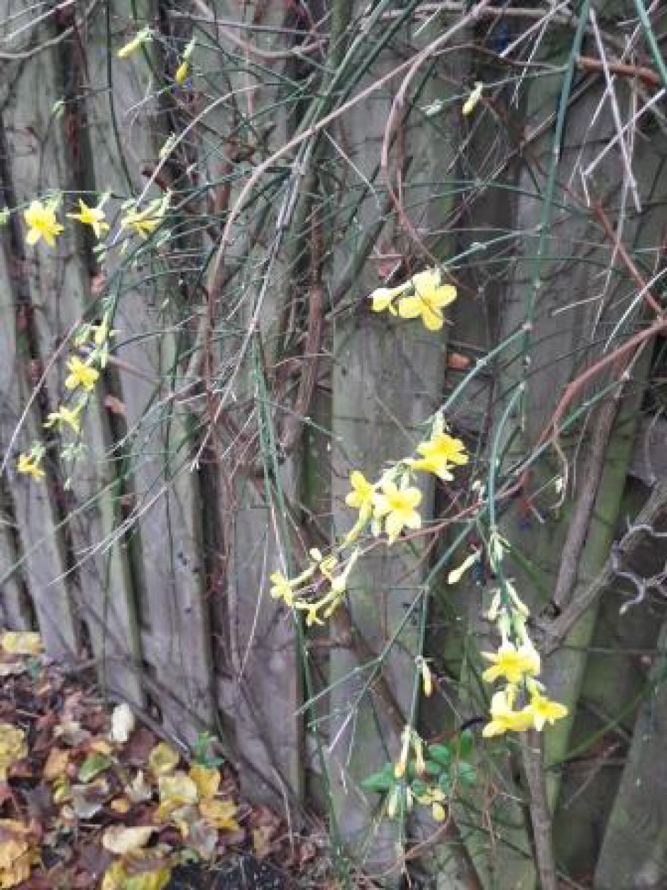 gele bloemetjes aan de schutting